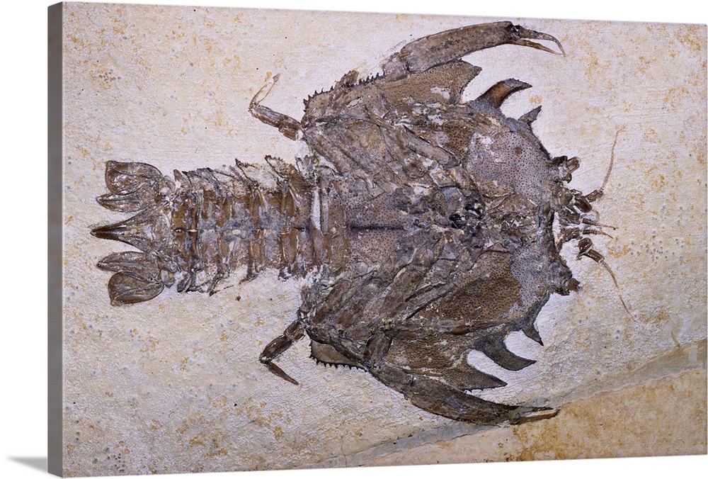 Eryon Arctiformis Crab Fossil