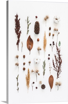 Eucalyptus Branches, Cotton Flowers, Dried Leaves On White Background