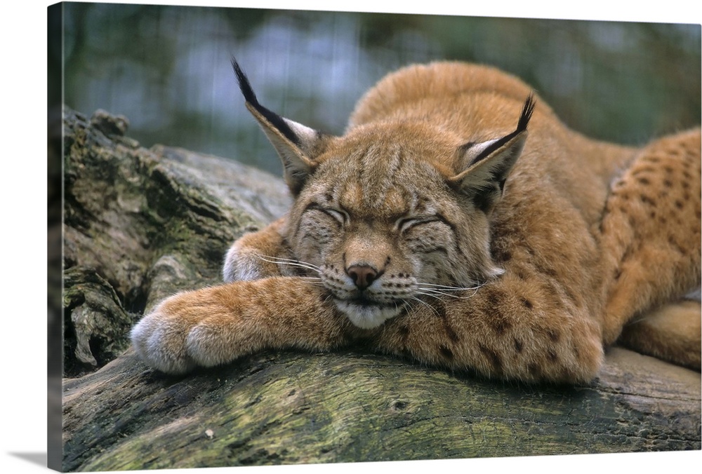 Europischer Luchs, Eurasischer Luchs (Lynx lynx), Lynx, Eurasian lynx (Lynx lynx)