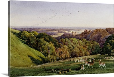 Evening in Arundel Park, Sussex, England