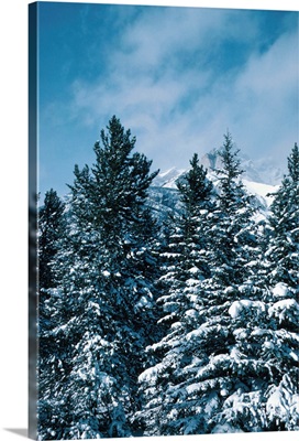 Evergreen forest in winter