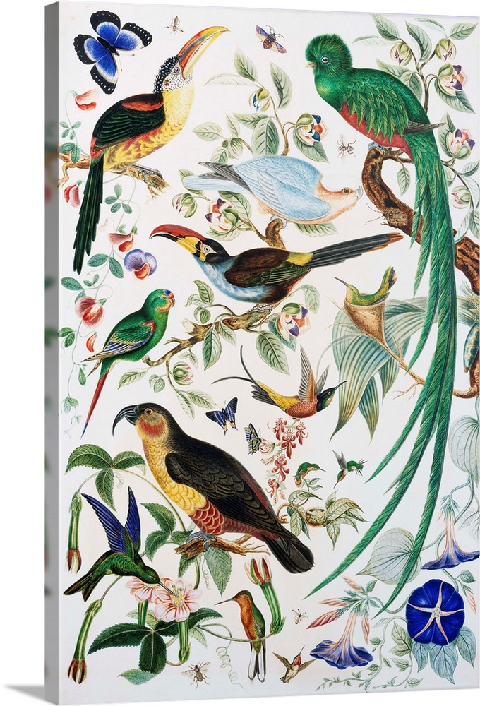 Exotic Parrots by School of John James Audubon