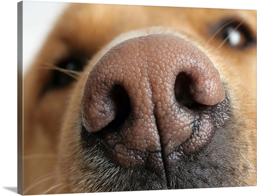 Extreme close-up of a dog nose.