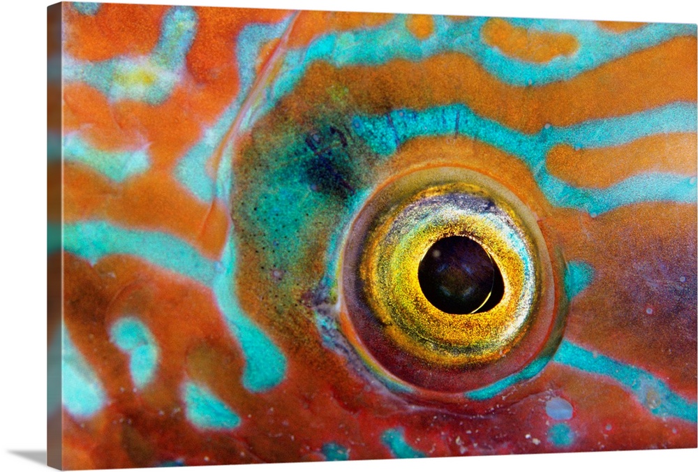 Eye Of A Corkwing Wrasse