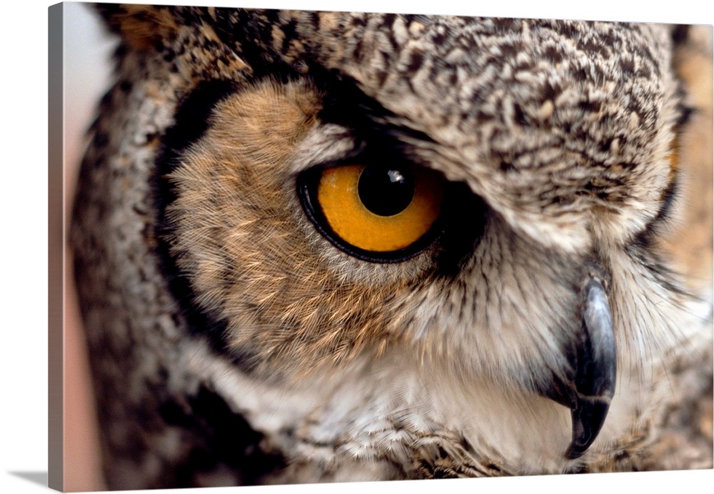 A close up of an eye of a great horned owl.