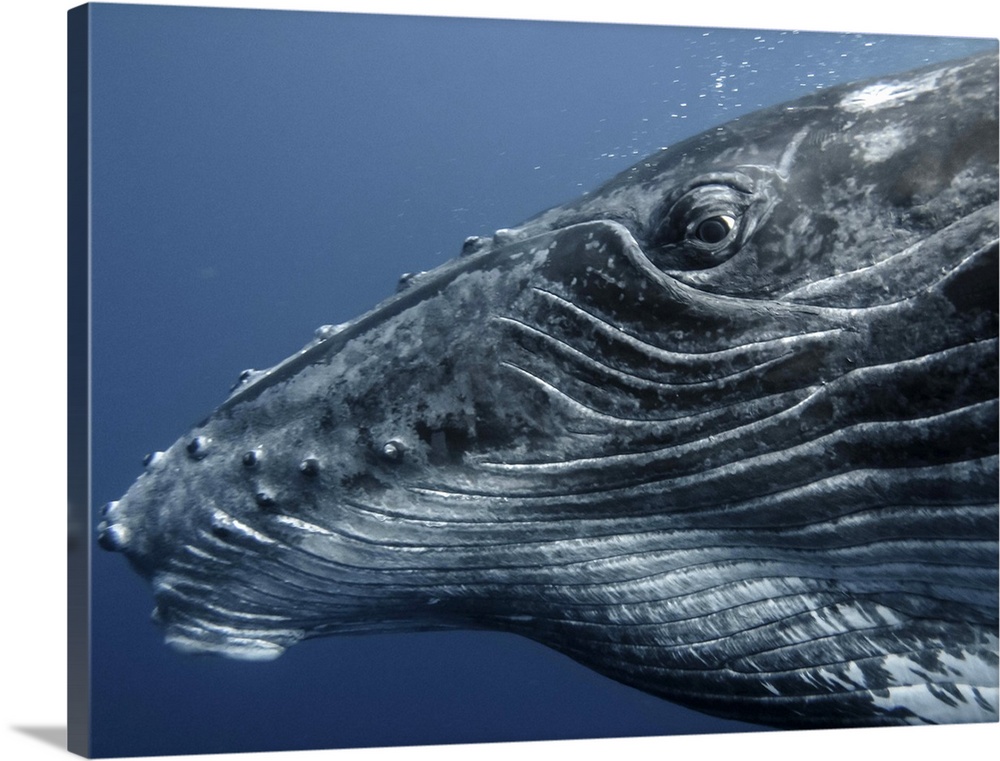 portrait of a curious  humpback calf