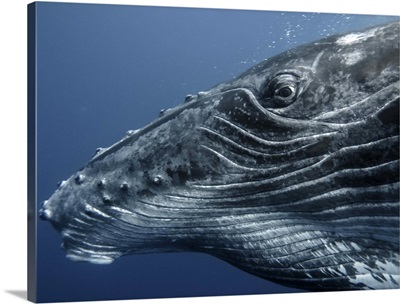 Eye to eye with a humpback calf