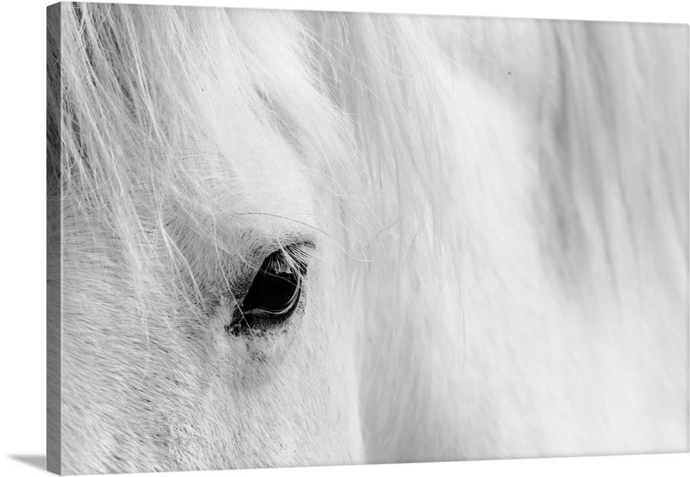 Detail shot of a white horse eyelash.