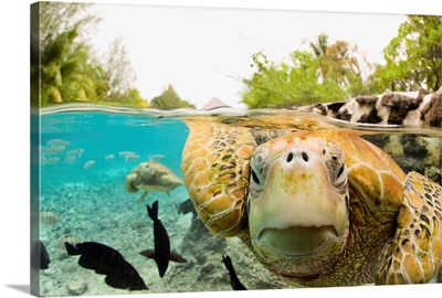 Face To Face With Green Sea Turtles
