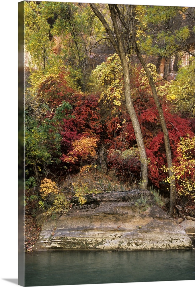 Fall Colors in Zion National Park, Utah, Virgin River. The red colors are big tooth maple. Red fall colors are not very co...