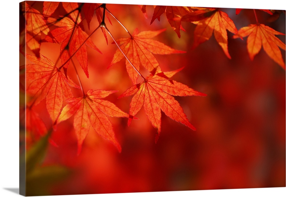 Close up shot of red Japanese maple fall leaves against a red bokeh background in New England