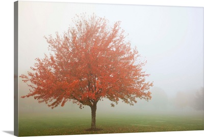 Fall Trees In The Fog