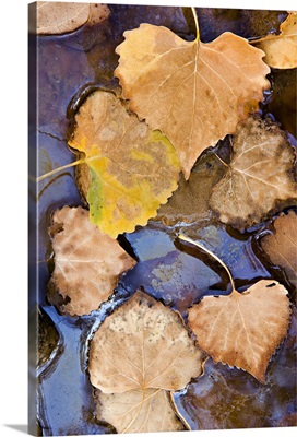 Fallen leaves decaying the waters of the Virgin River, Utah