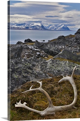 Fallen Raindeer Antler Alkehornet Norway