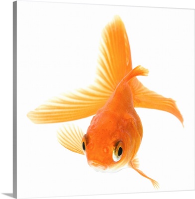 Fantail goldfish (Carassius auratus)