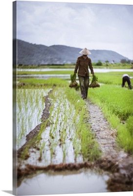 Farmer at work in rice paddy, North Vietnam