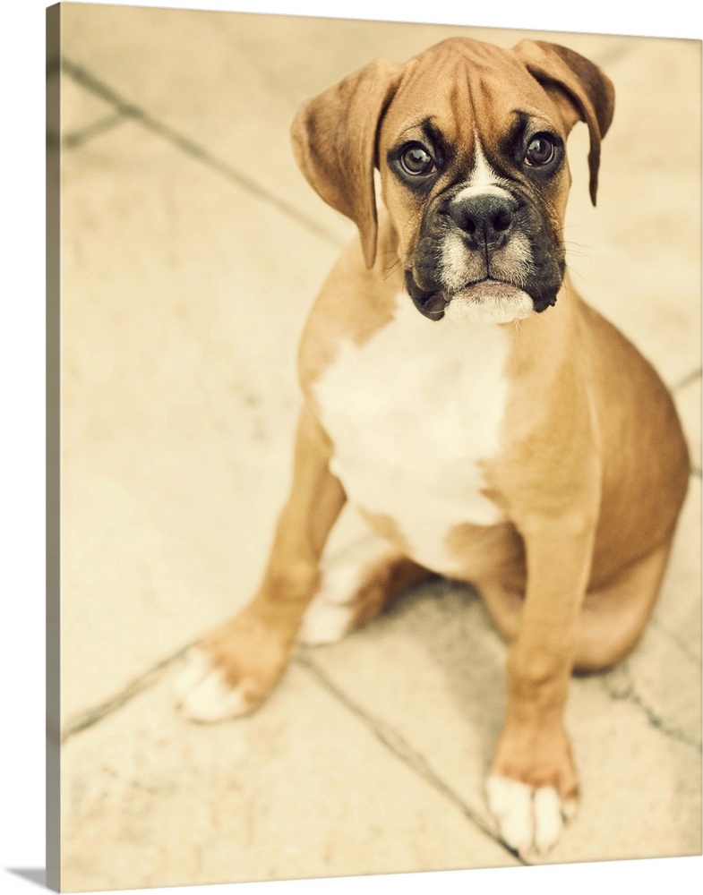 Clyde- fawn boxer puppy sitting on floor.