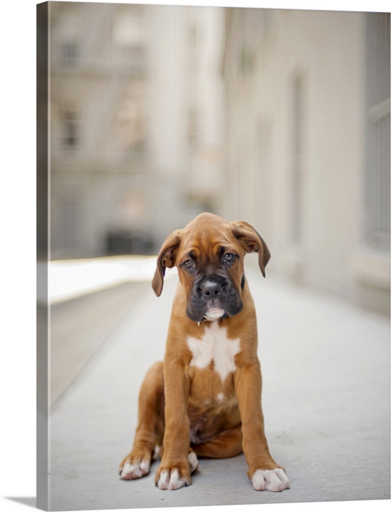 Fawn colored boxer puppy with black face and white markings standing in alley.  2 months old looking at  camera, sadly.