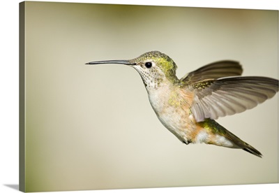 Female broad-tailed hummingbird in flight.