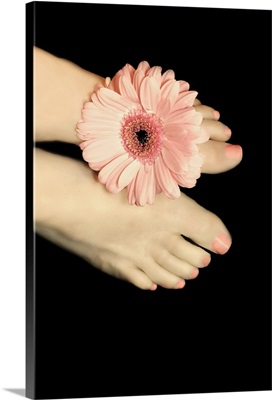 Female feet with pink gerbera daisy between her toes.