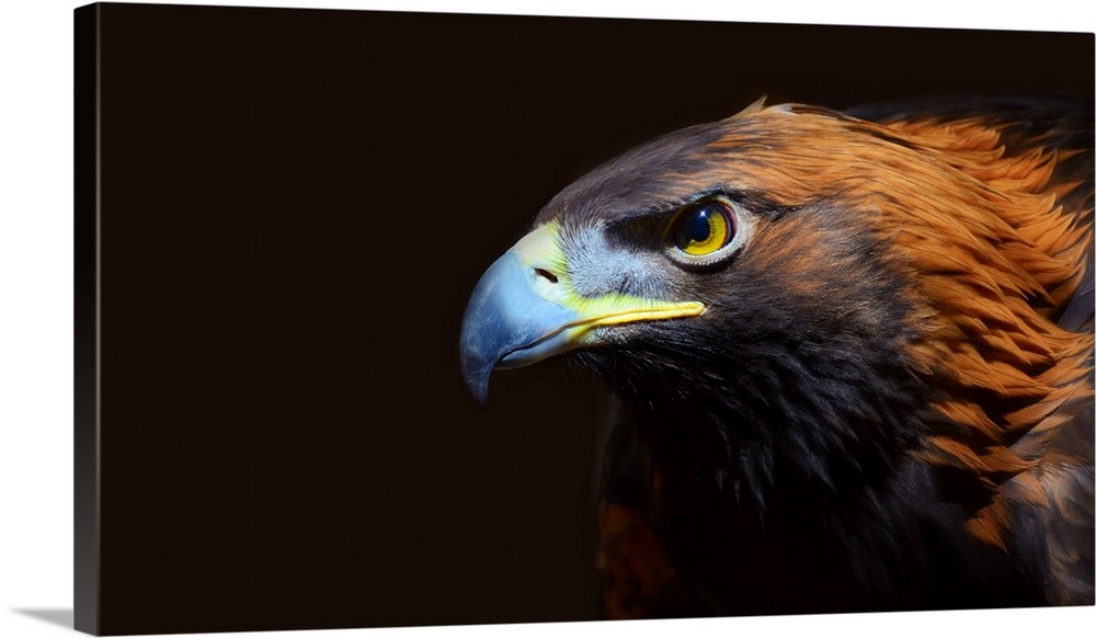Profile of female golden eagle.