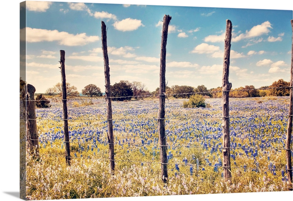 Fence in front of field of bluebonnet wildflower.