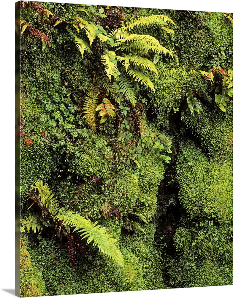 Fern and Moss in Gorge, Japanese Garden, Powerscourt Gardens, Co Wicklow, Ireland