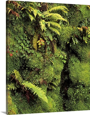 Fern and Moss in Gorge, Japanese Garden, Powerscourt Gardens,  Ireland