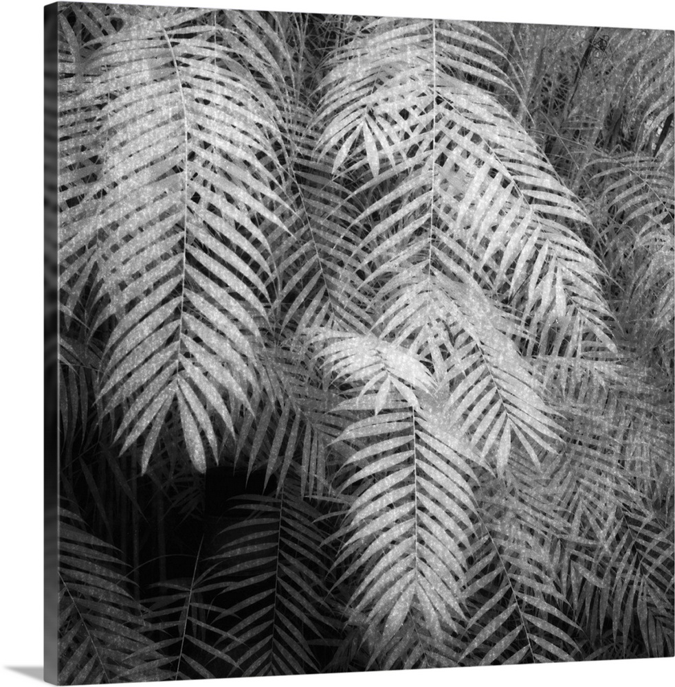 Black and white image of ferns taken in the tropical house of the Botanical Garden Zurich, Switzerland.
