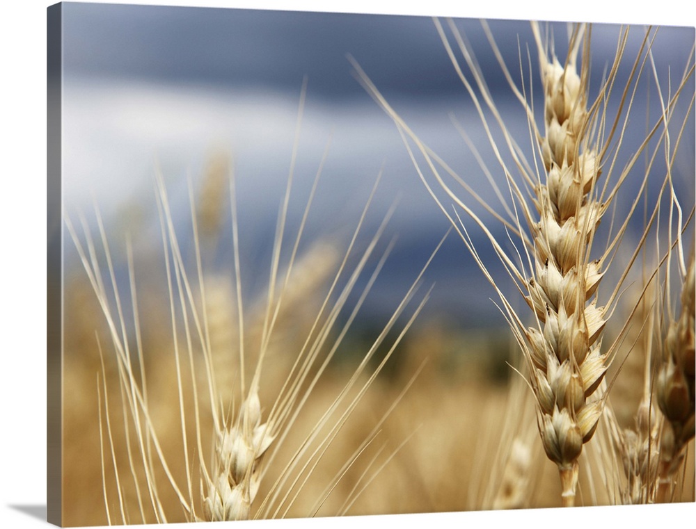 Golden wheat growing in farm field.