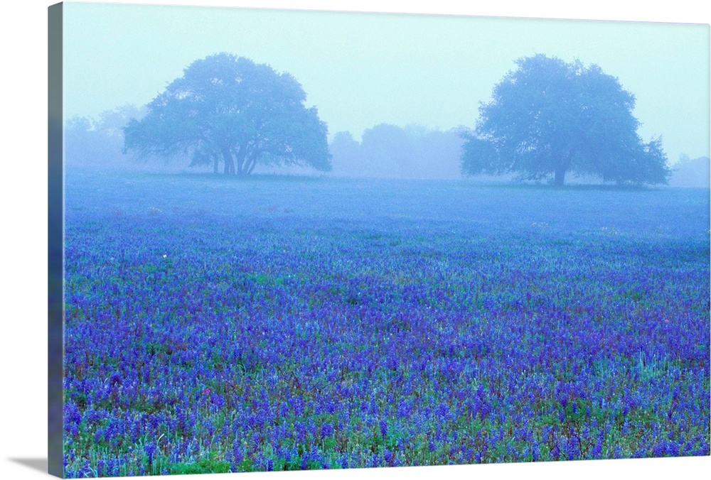 Field Of Bluebonnets