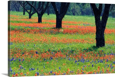 Field Of Bluebonnets And Indian Paintbrush