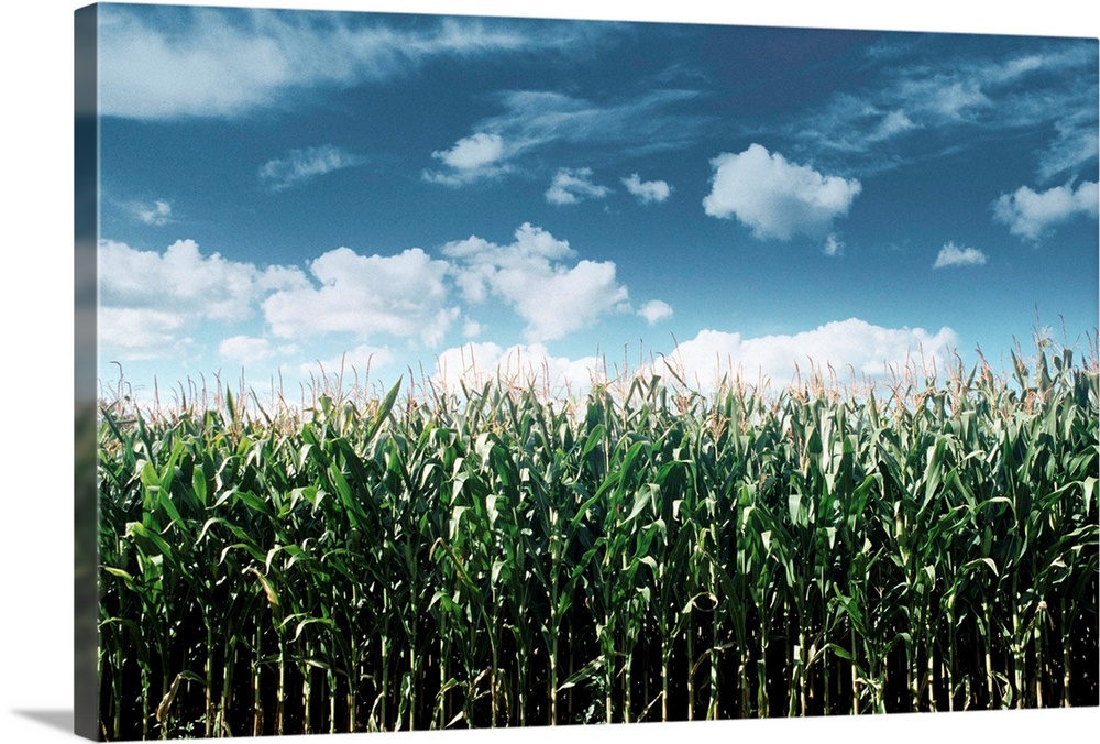 Field Of Corn Plants