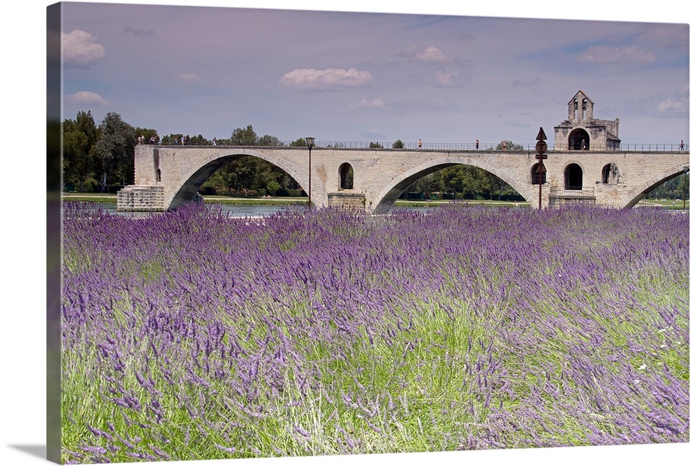 Field of lavenders, St. Benezet's Bridge, Rhone River, Avignon, Provence-Alpes-Cote d'Azur, France