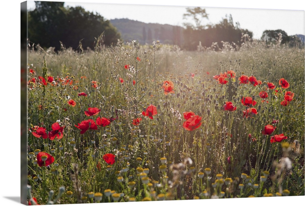 Field of poppy flowers