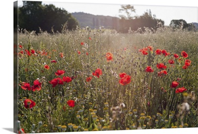 Field of poppy flowers