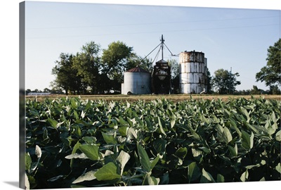Field of soybeans and grain elevator