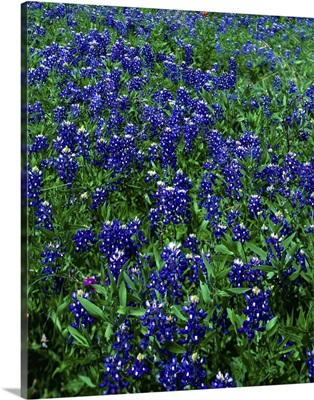 Field of Texas Bluebonnets