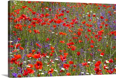 Field of wild flowers, Umbria, Italy