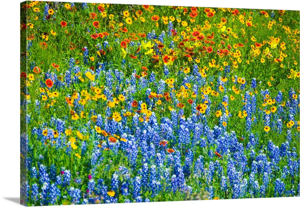 Field Of Wildflowers, Texas
