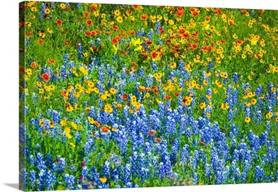 Field Of Wildflowers, Texas