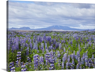Field with lupine flowers and a volcano
