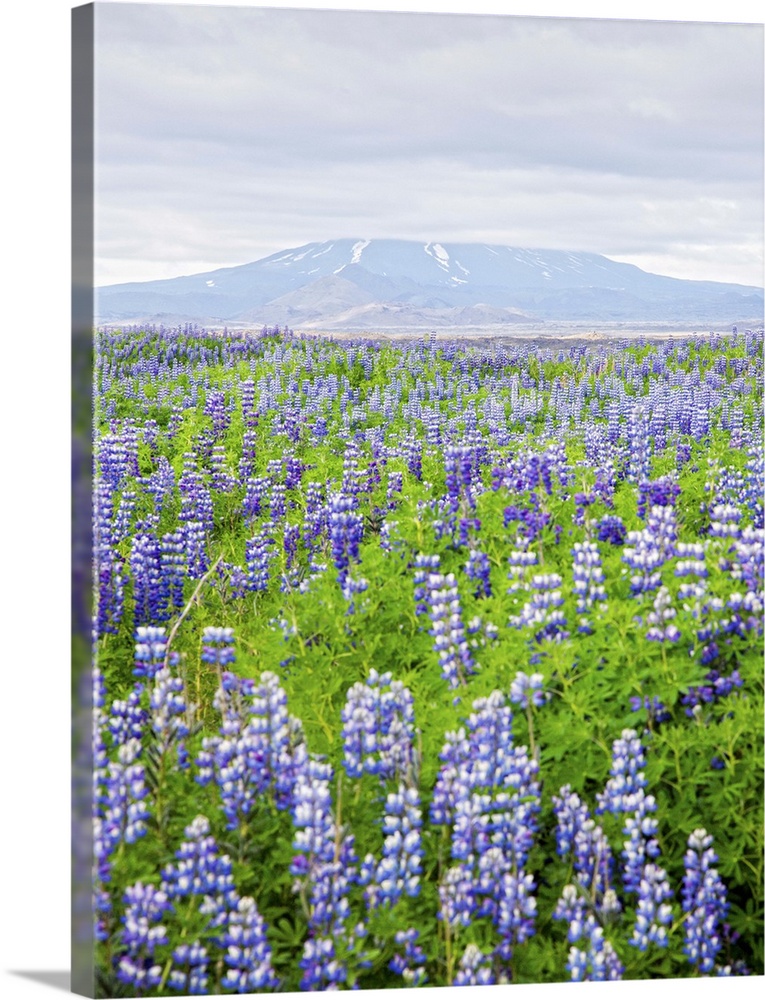 Field with lupine flowers, with a volcano in the background, Iceland.