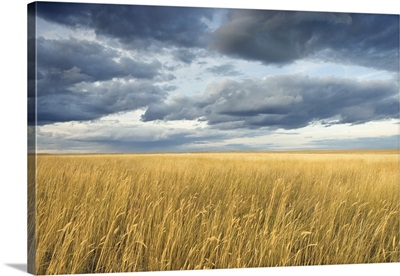 Field with storm clouds