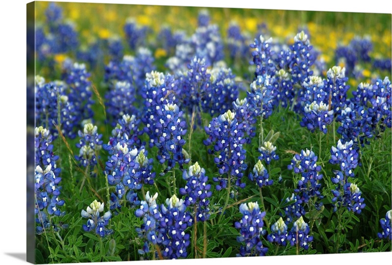 Fields of bluebonnets and wildflowers of gold Wall Art, Canvas Prints ...