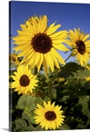 Sunflower Wall Art & Canvas Prints | Sunflower Panoramic Photos ...