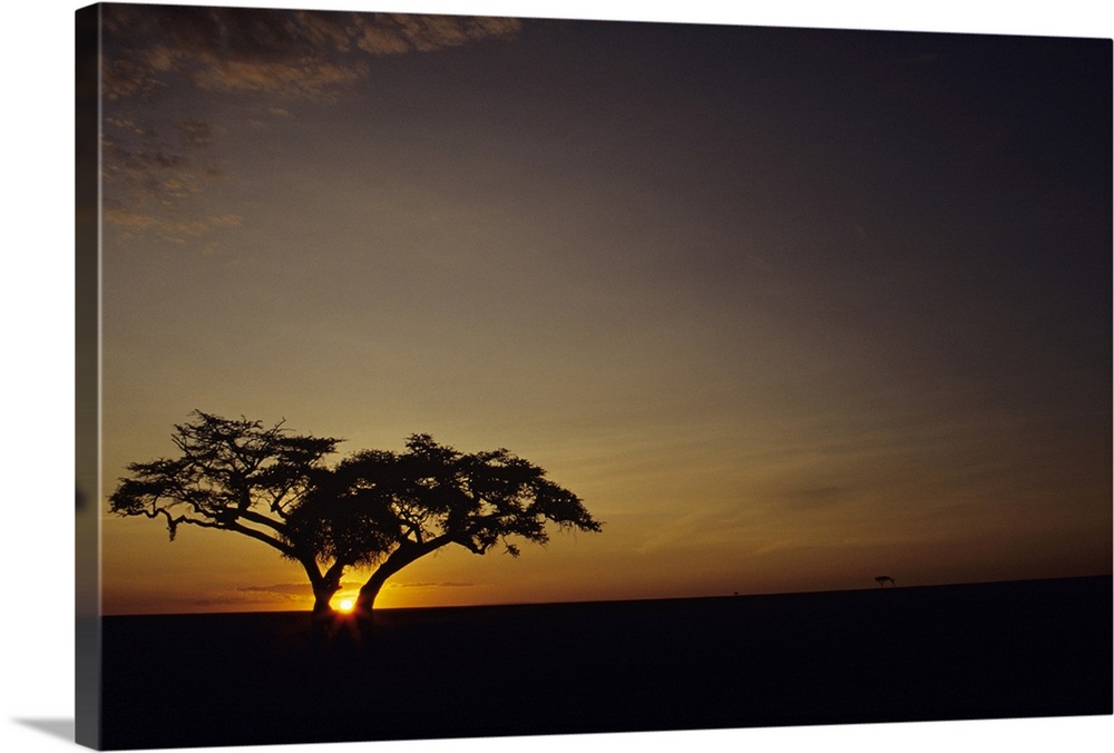 Fig tree silhouetted at African dawn, Kenya, Africa