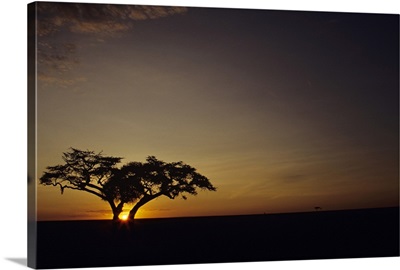 Fig tree silhouetted at African dawn, Kenya, Africa