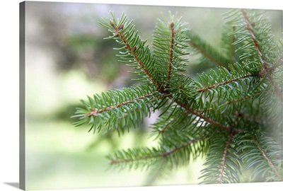 Fir tree branch