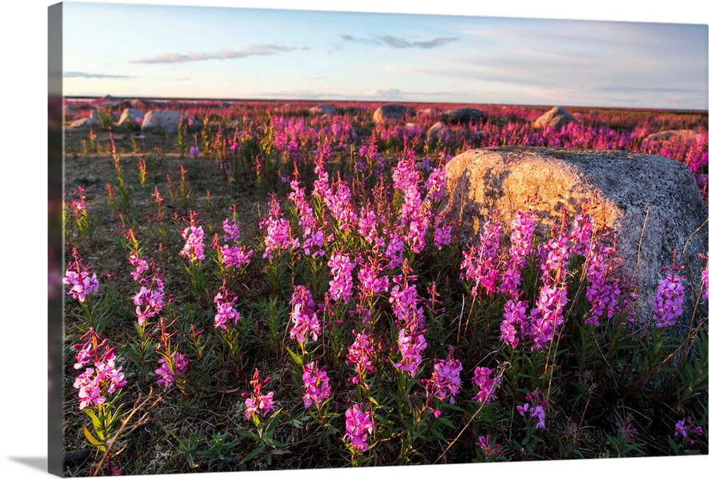 Canada, Manitoba, Fireweed (Chamerion angustifolium) lit by setting midnight sun on sub-arctic tundra along Hudson Bay at ...